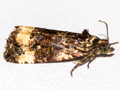 Endothenia marginana